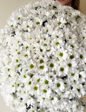 Огромный букет хризантем в ленту (51 шт) №617